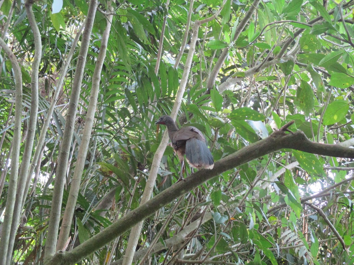 Plain Chachalaca - ML399631491