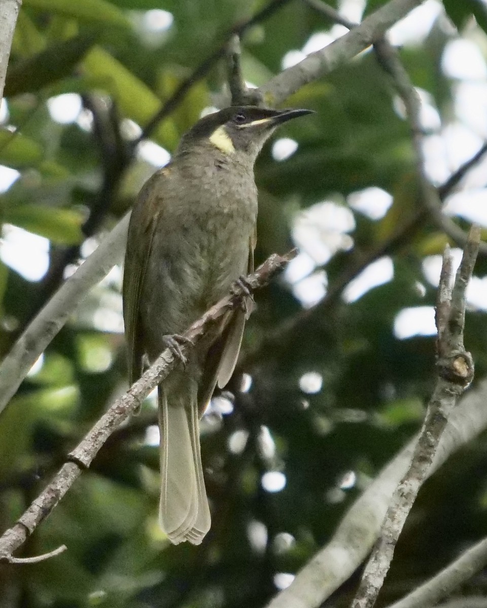 Lewin's Honeyeater - ML399633221