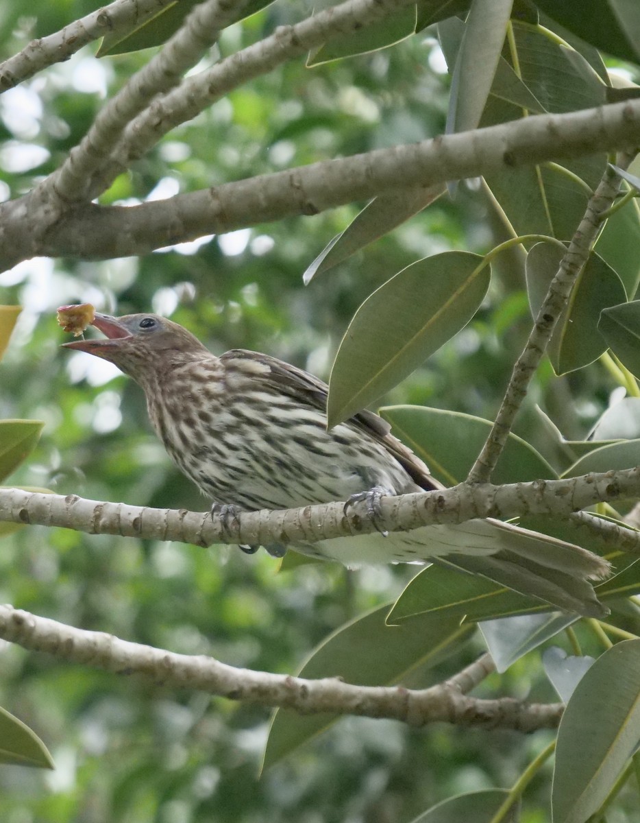 Australasian Figbird - ML399633351