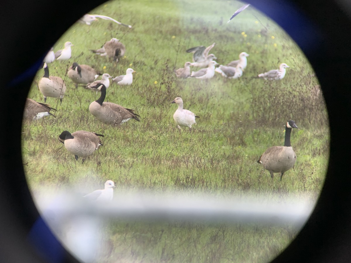 Snow Goose - ML399633441