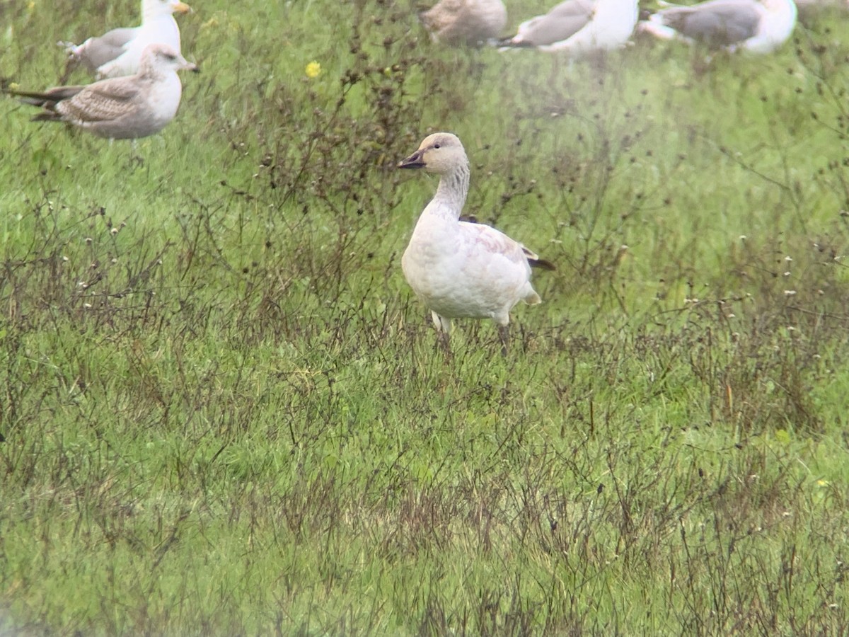 Snow Goose - ML399633451