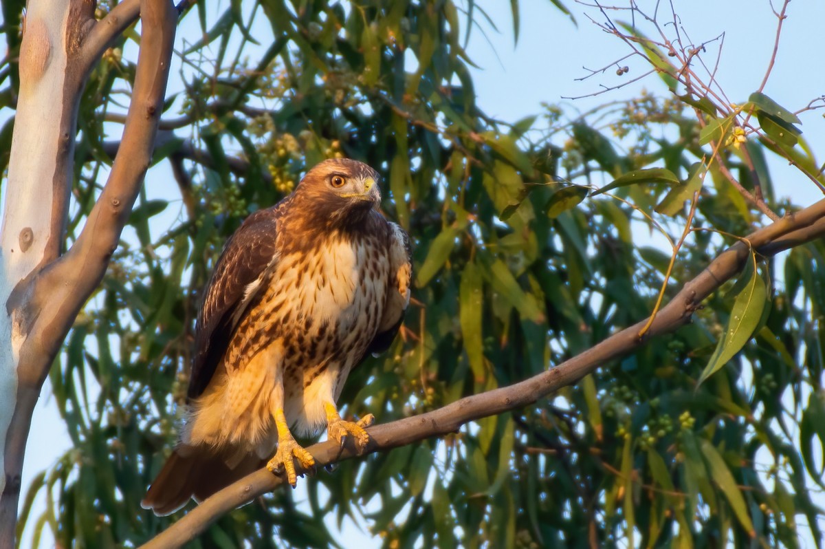 Red-tailed Hawk - Ixin Cebada