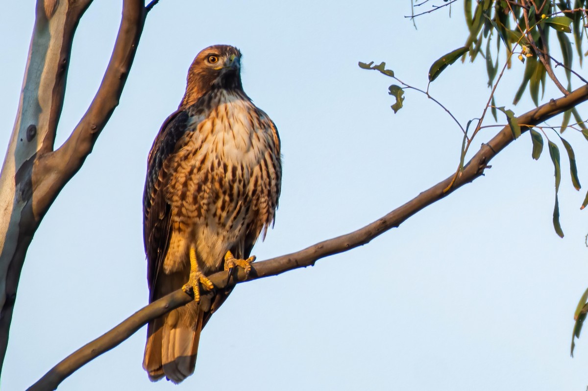 Red-tailed Hawk - Ixin Cebada