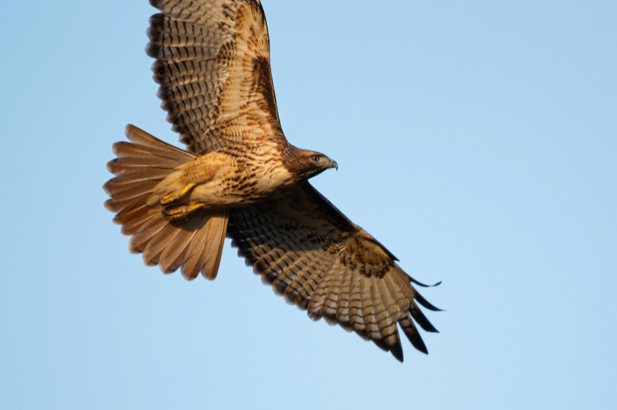 Red-tailed Hawk - Ixin Cebada