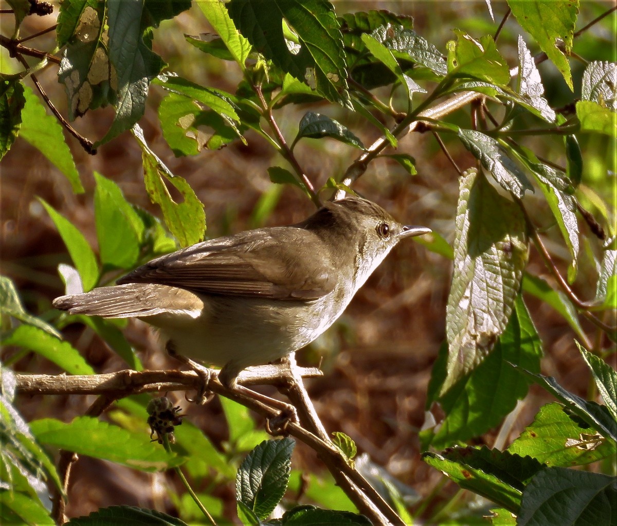Blyth's Reed Warbler - ML399634351