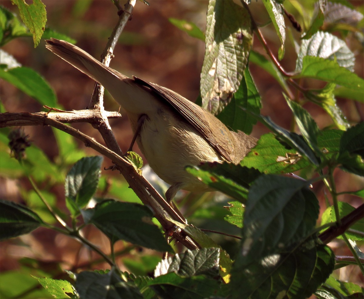 Blyth's Reed Warbler - ML399634361