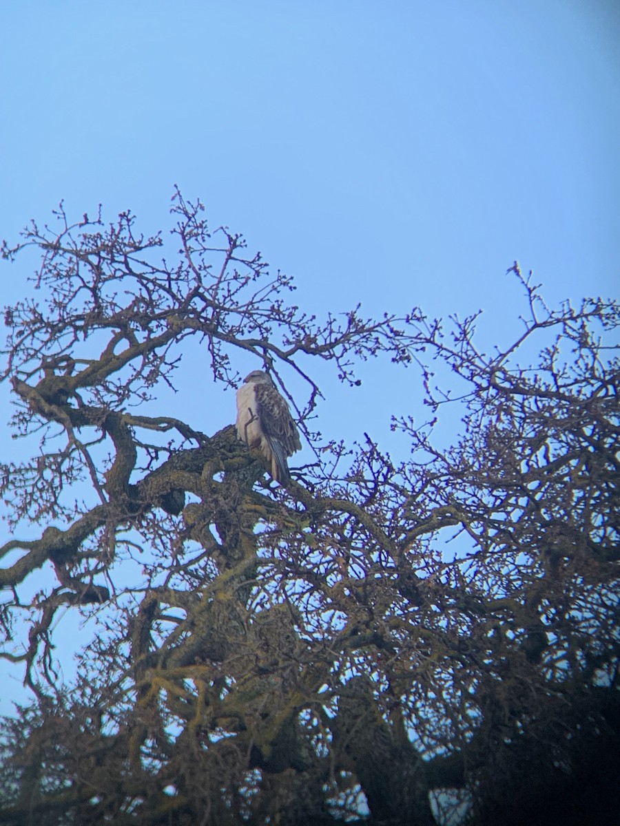 Ferruginous Hawk - ML399634551