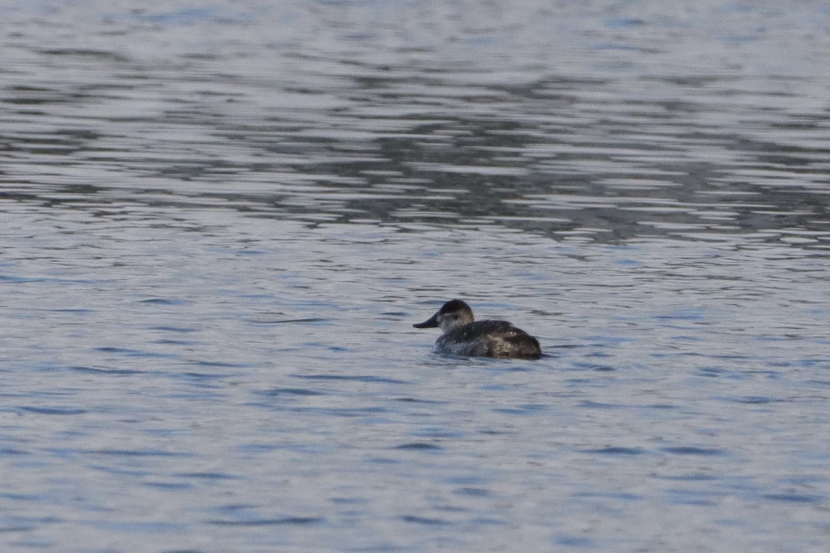 Ruddy Duck - ML399634981