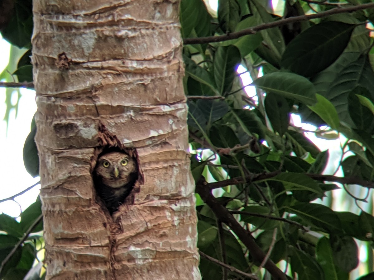 Jungle Owlet - ML399635481