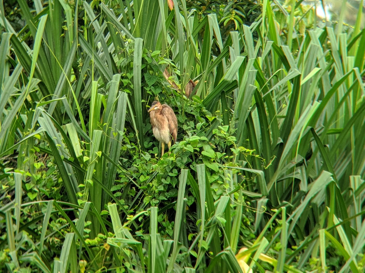 Purple Heron - ML399635841