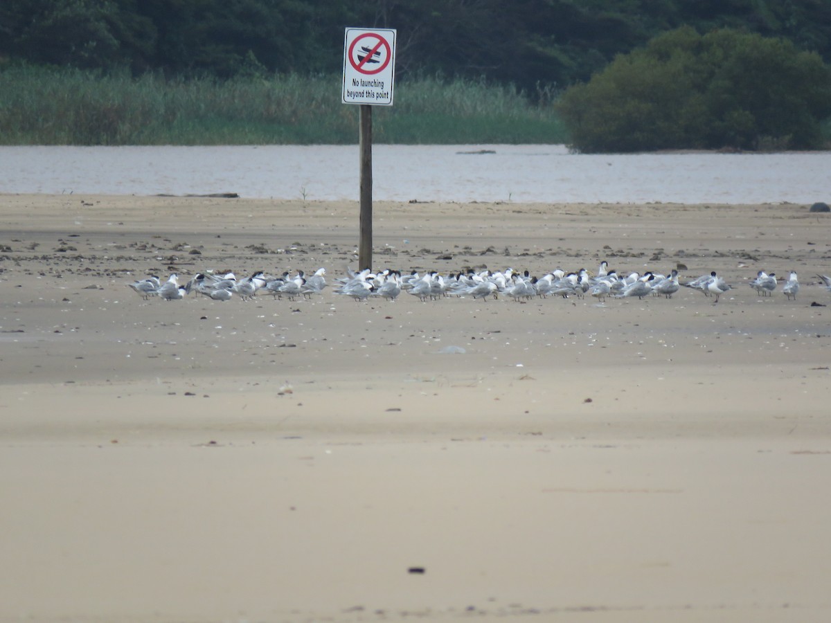 Great Crested Tern - Brad Arthur