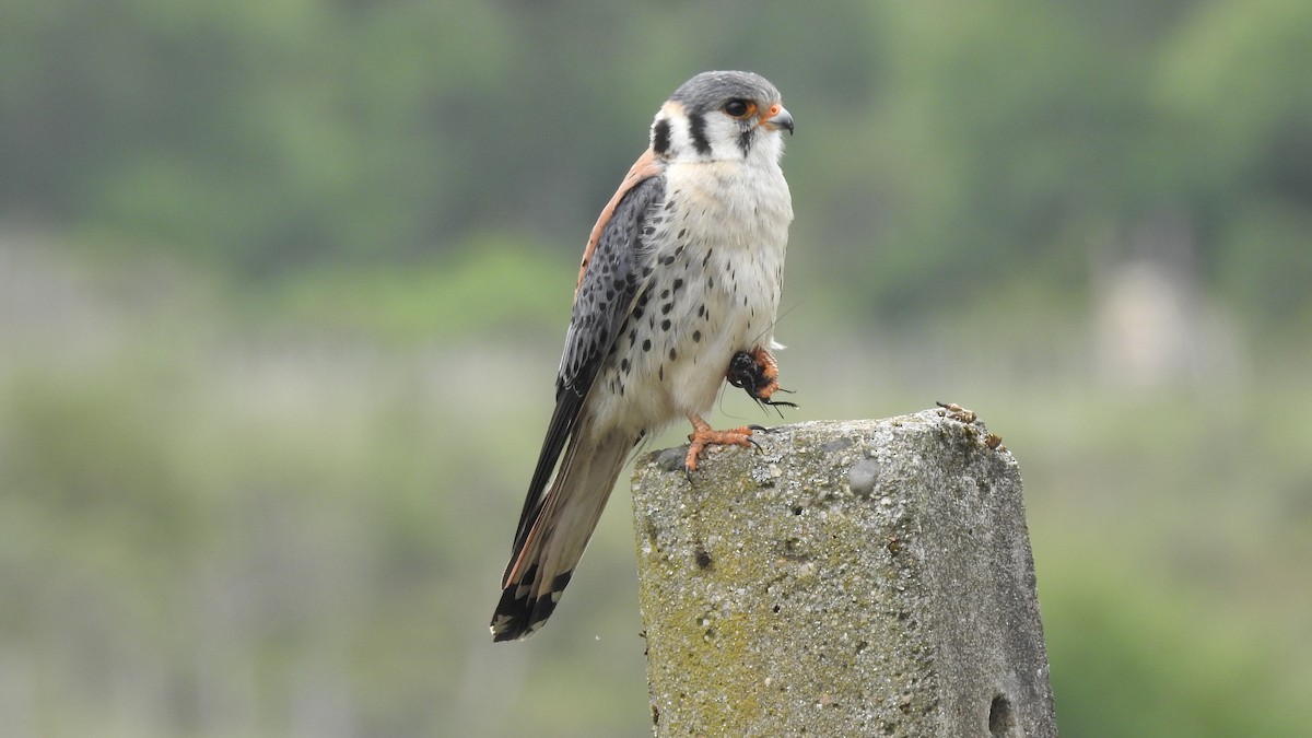 American Kestrel - Alessandro Rômulo Carneiro