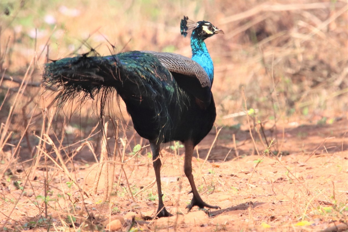 Indian Peafowl - ML399638431