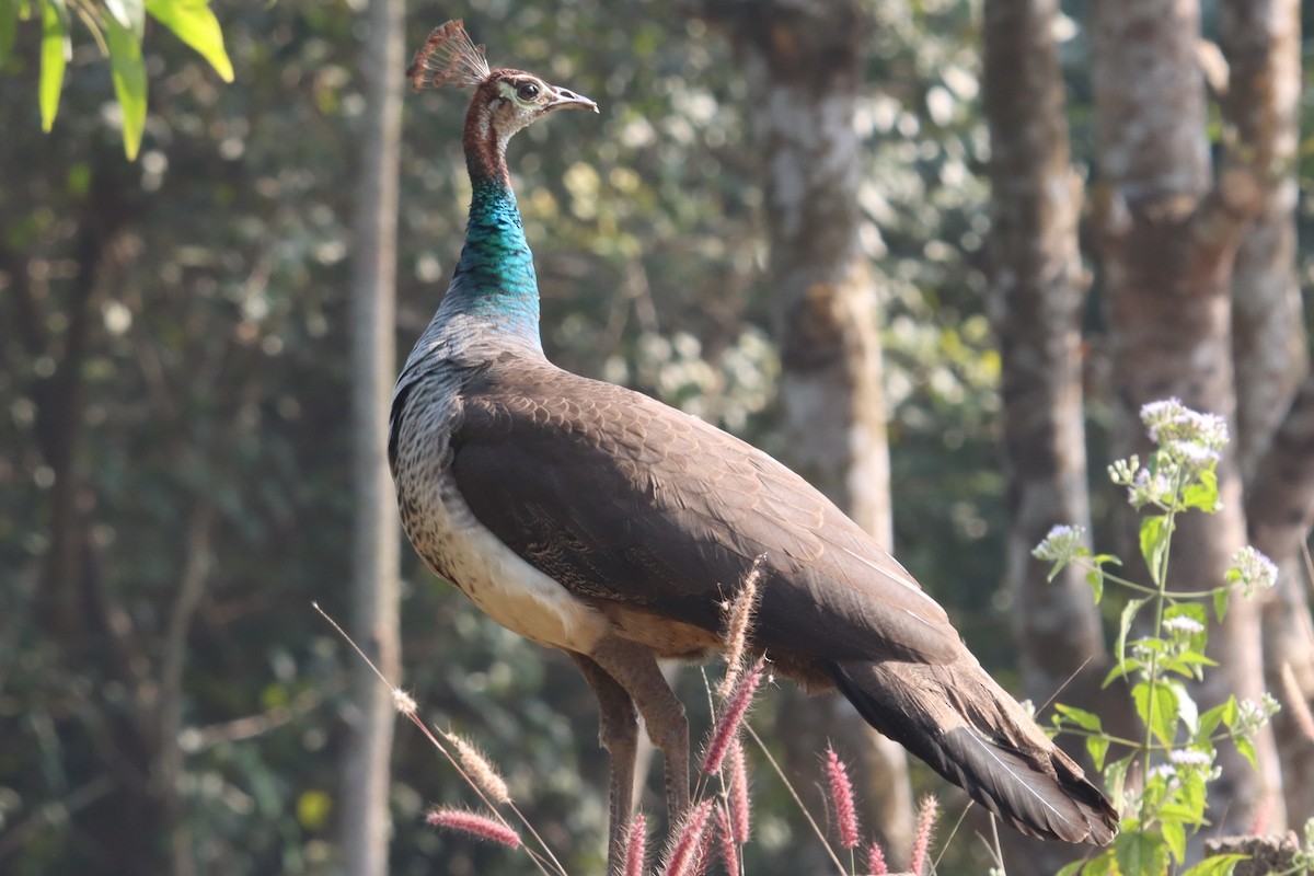 Indian Peafowl - ML399638461