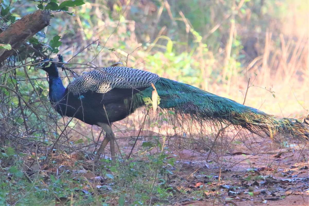 Indian Peafowl - ML399638481