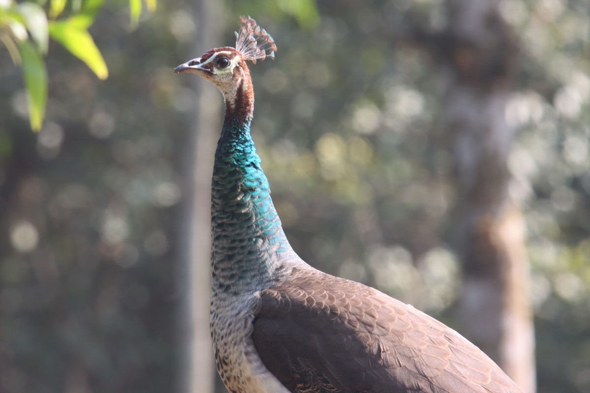 Indian Peafowl - ML399638491