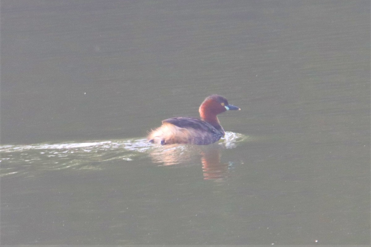 Little Grebe - ML399638851