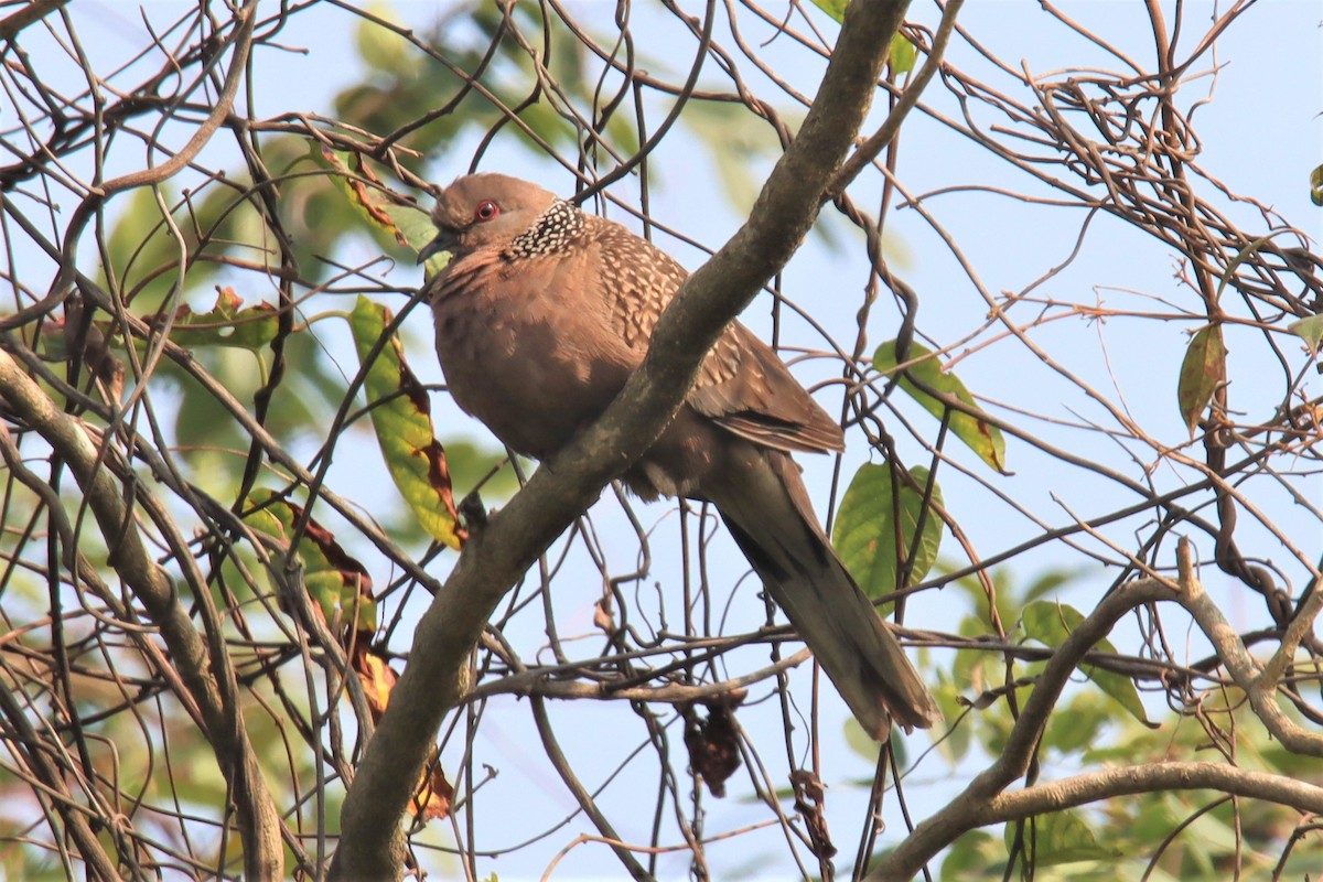 珠頸斑鳩 - ML399639511