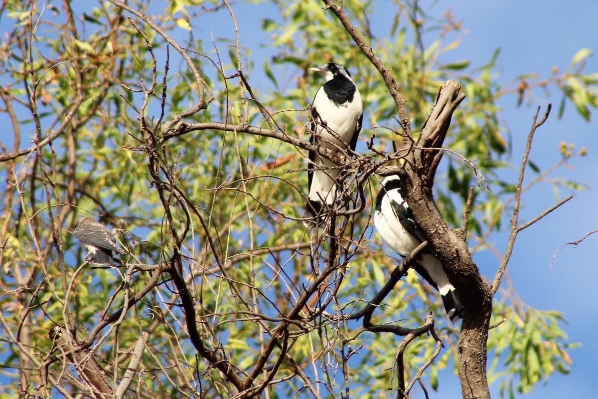 Magpie-lark - ML399639911