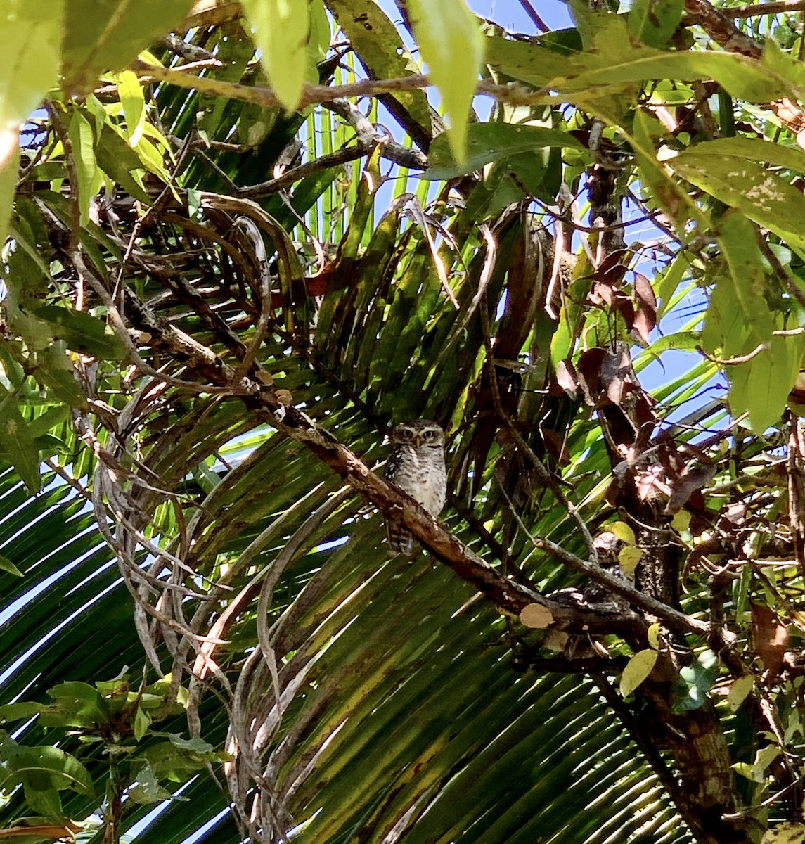 Spotted Owlet - ML399640971