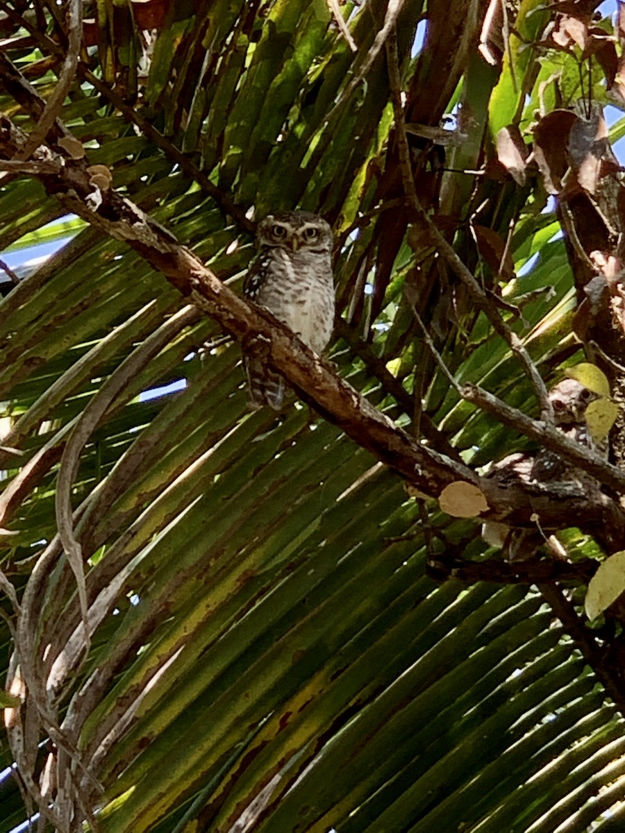 Spotted Owlet - ML399640981
