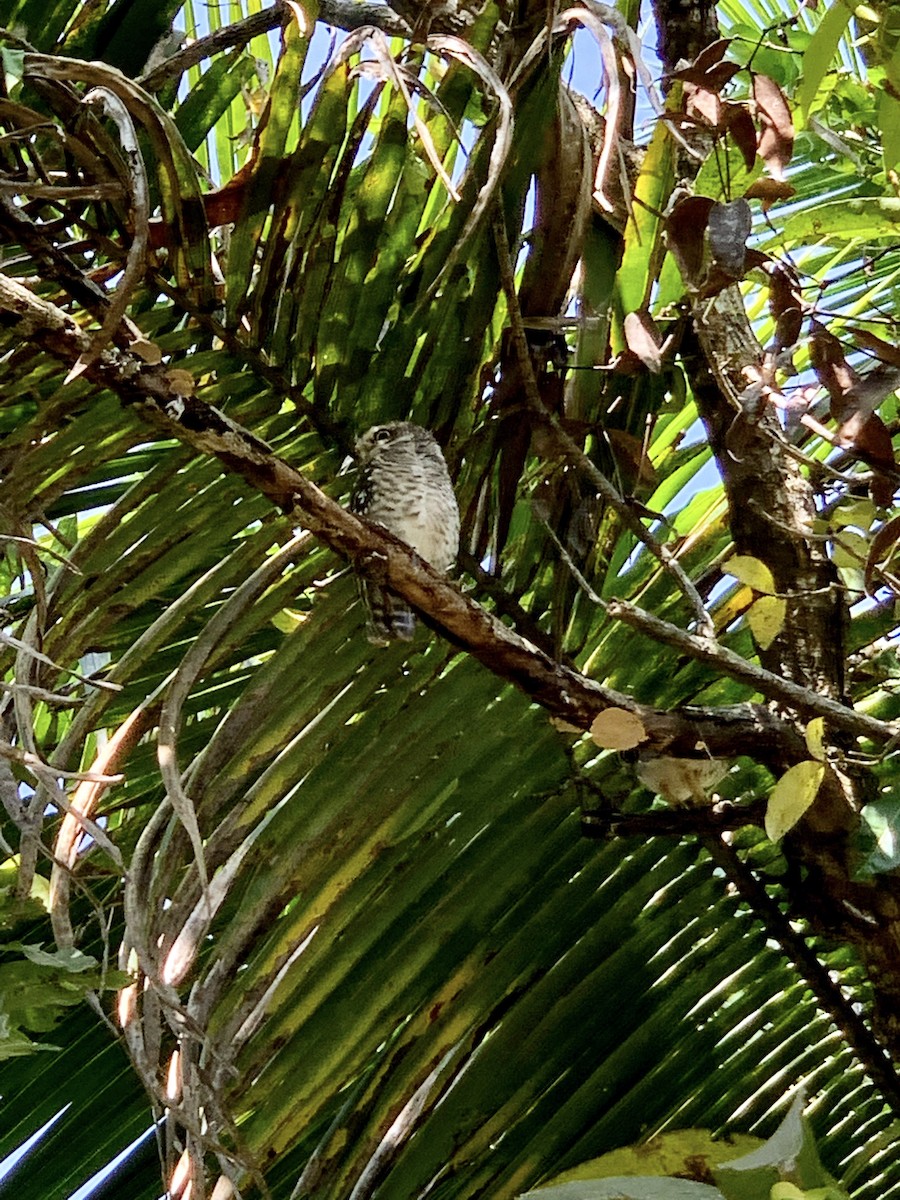 Spotted Owlet - ML399641001