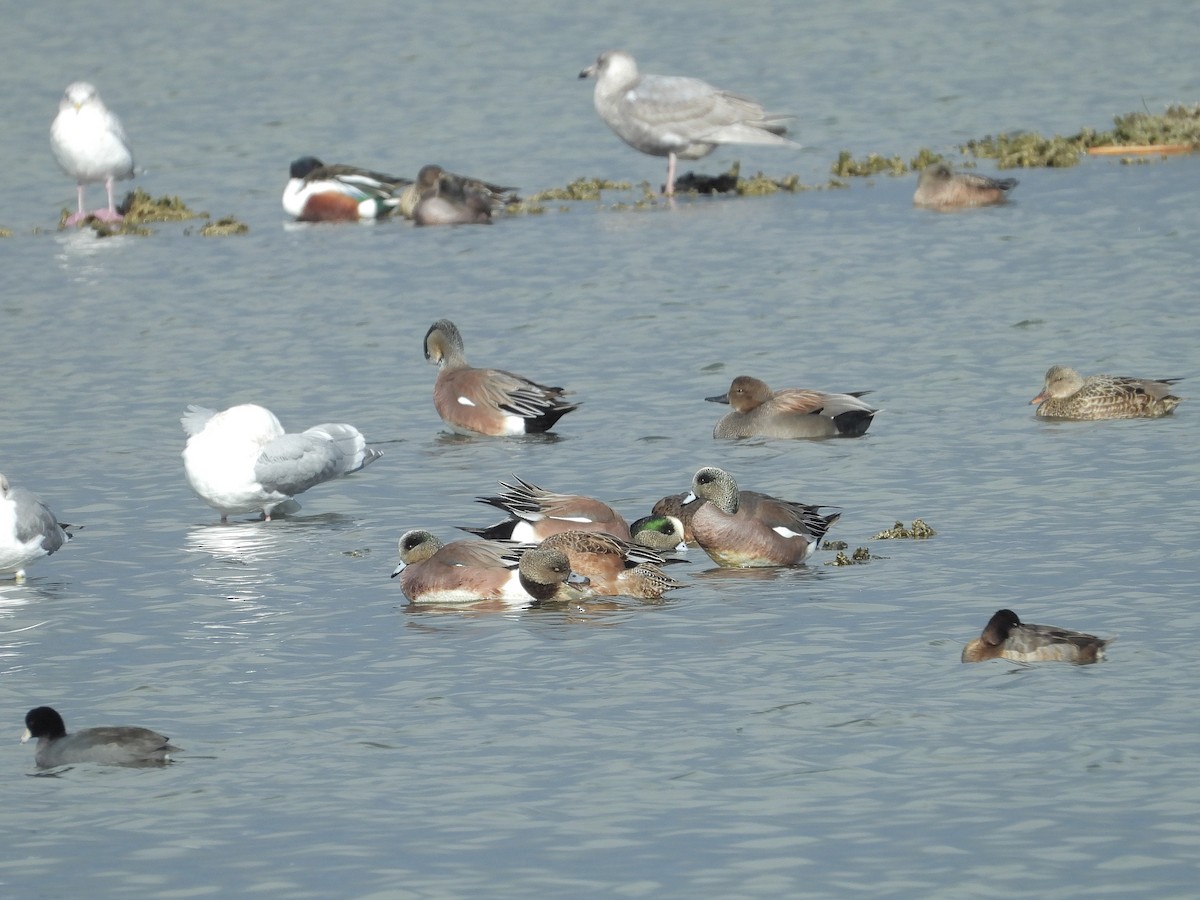 American Wigeon - ML399641631