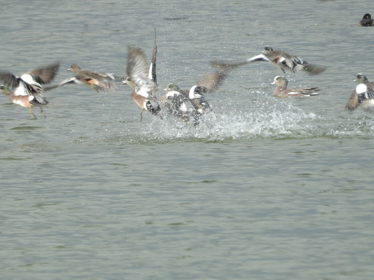 American Wigeon - ML399642001