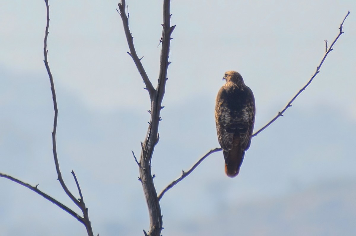 Red-tailed Hawk - Ixin Cebada