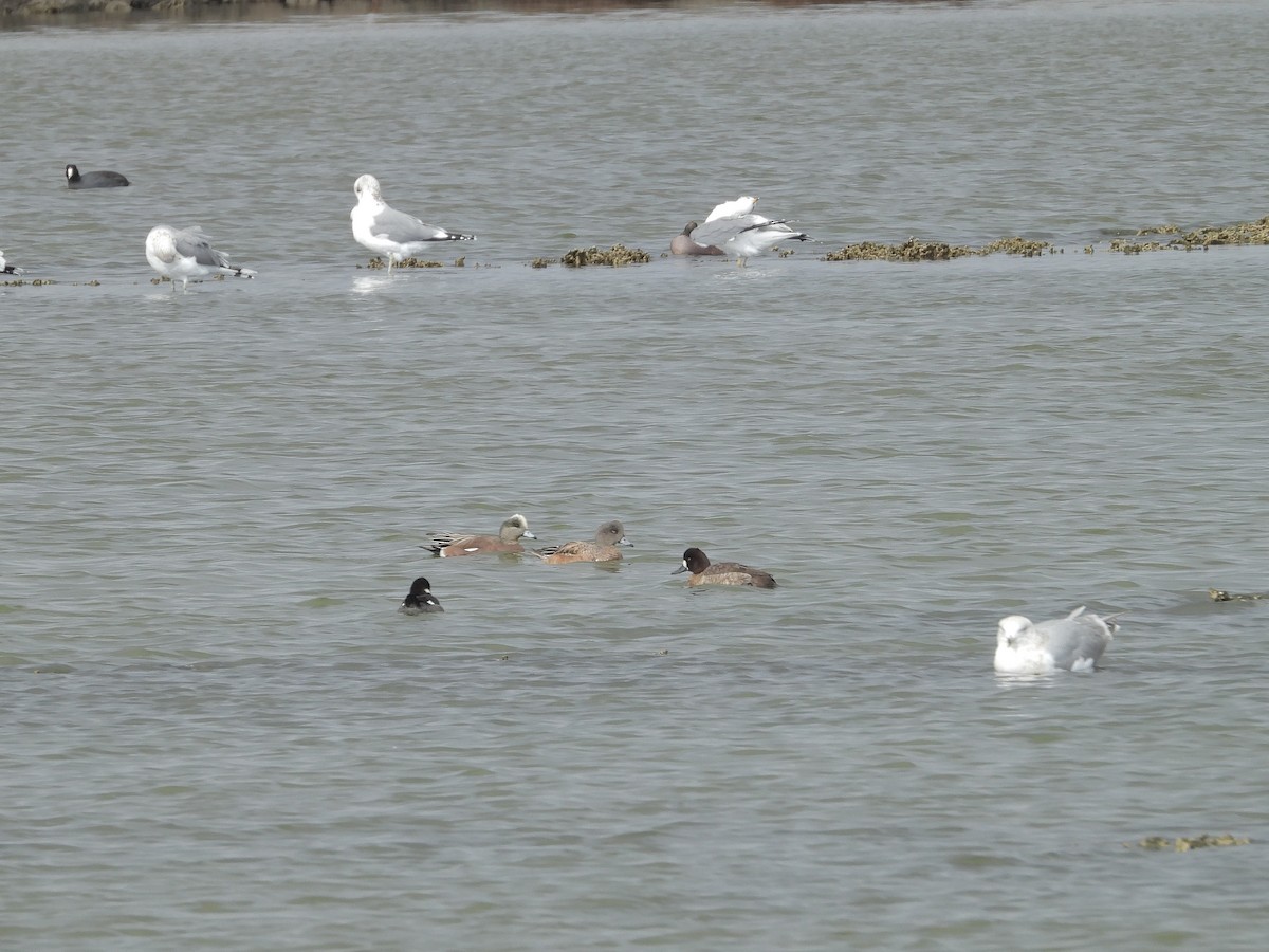 Bufflehead - ML399642411