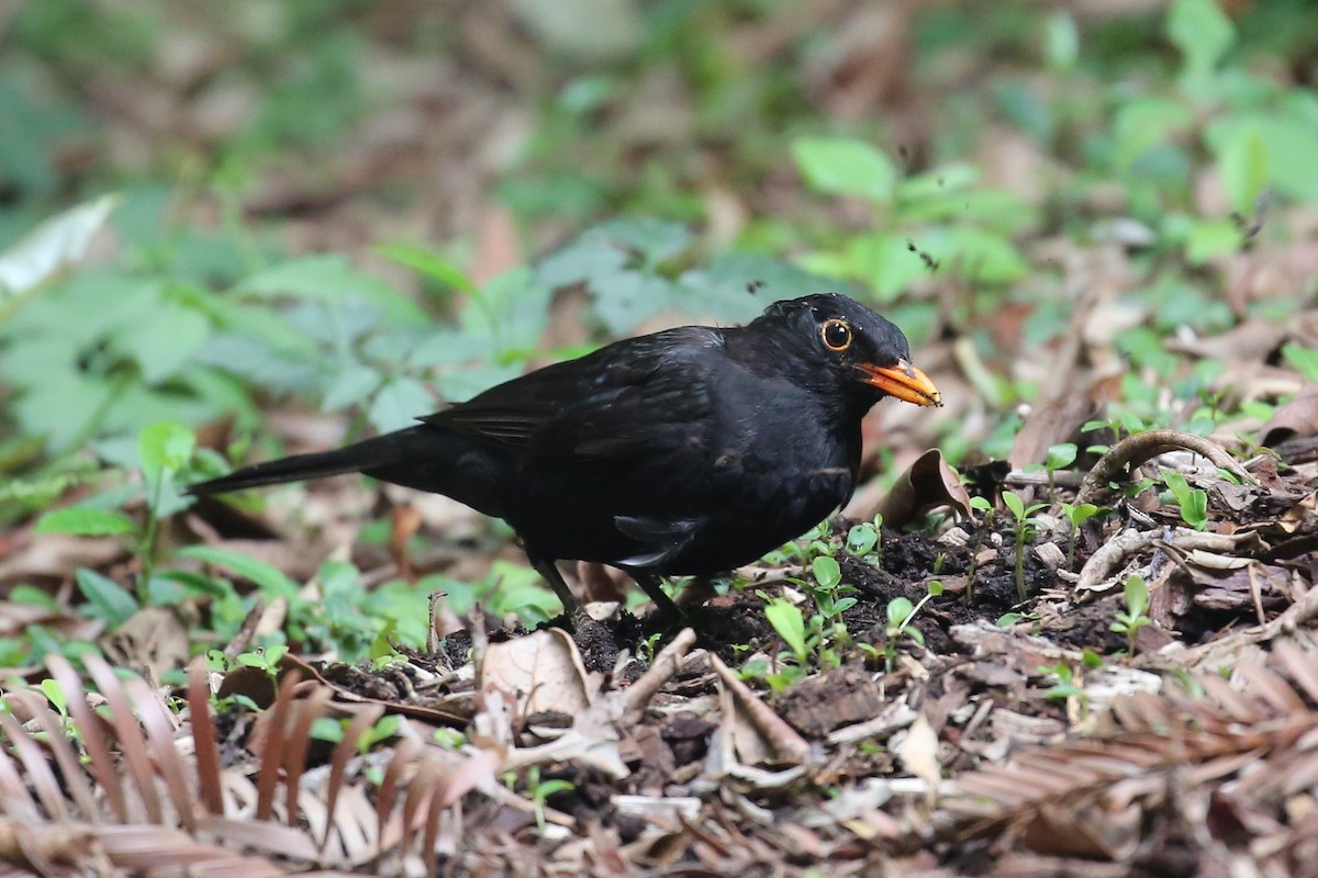 Eurasian Blackbird - ML399642751