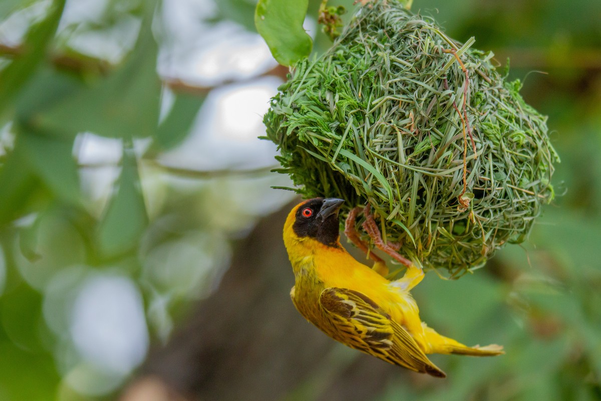 Southern Masked-Weaver - ML399643031