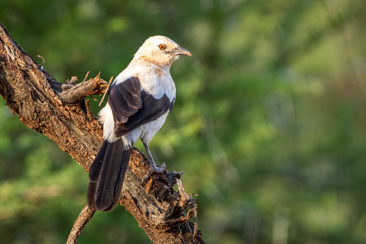 Southern Pied-Babbler - ML399644021