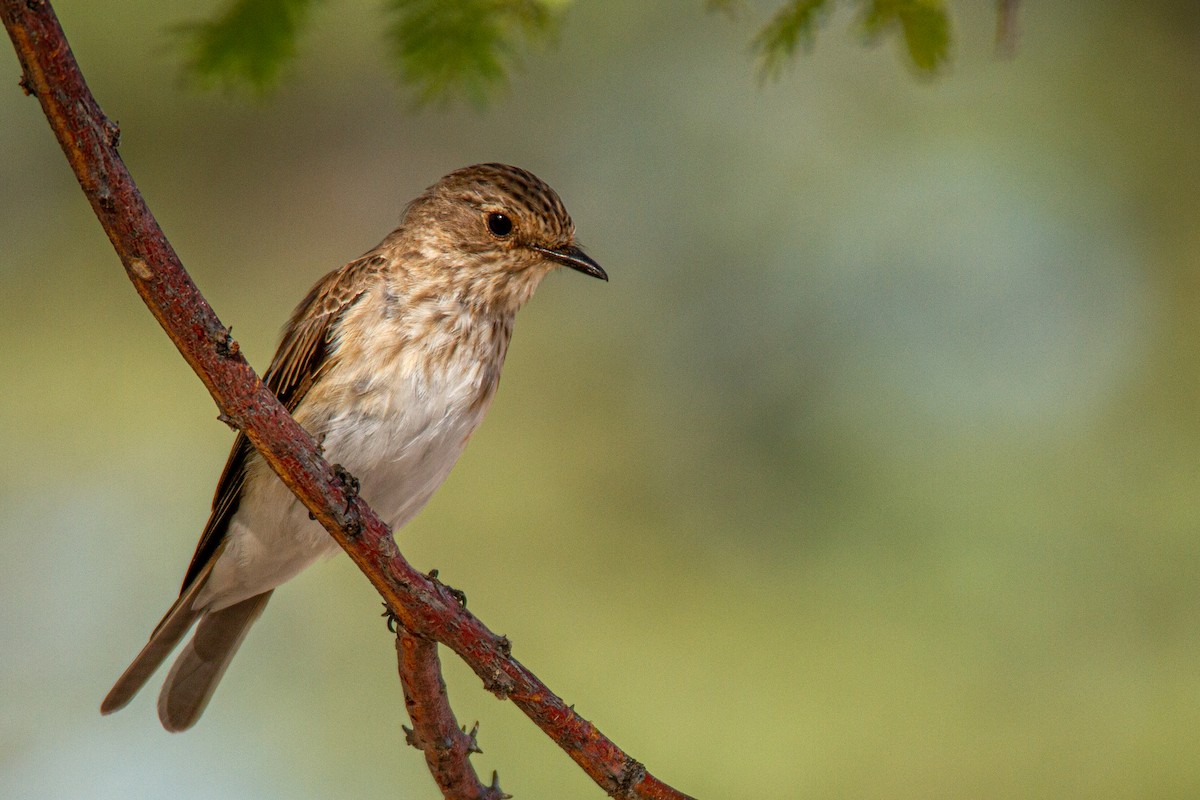 Spotted Flycatcher - ML399644281