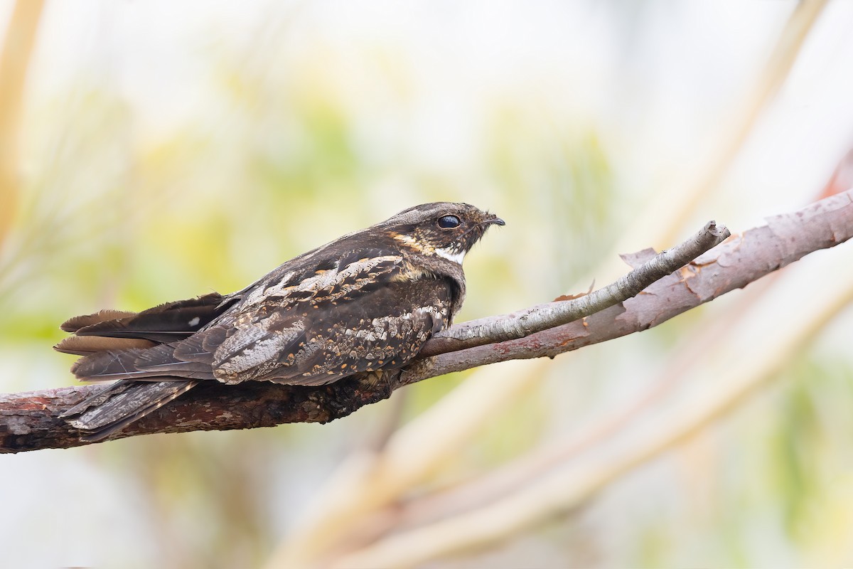 White-throated Nightjar - JJ Harrison