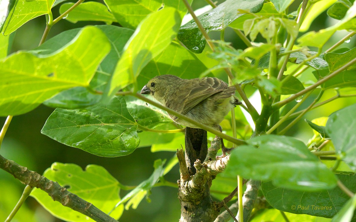 Small Tree-Finch - Paul Tavares