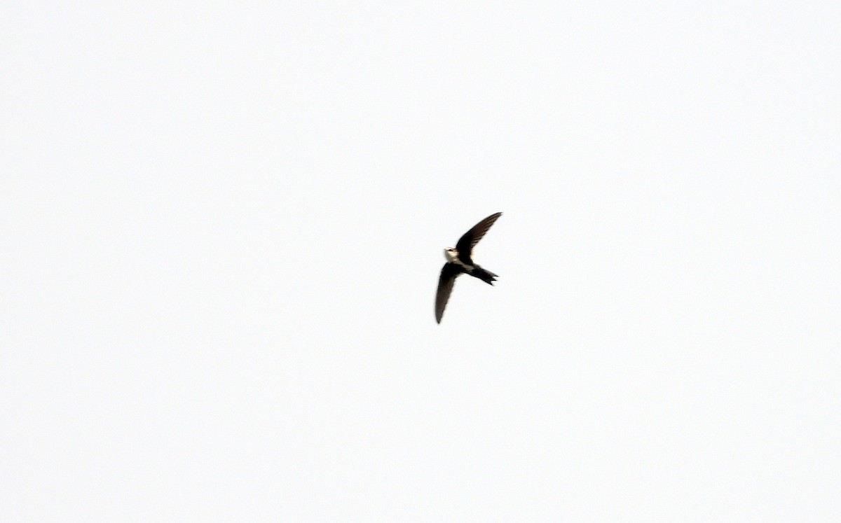 White-throated Swift - ML399649201