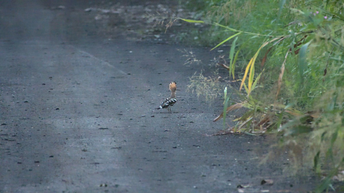 Eurasian Hoopoe - ML399649761