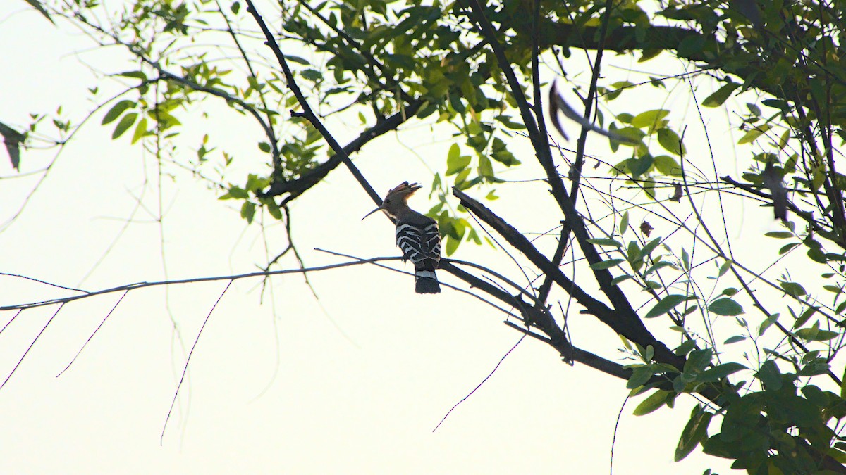 Eurasian Hoopoe - Aseem Borkar