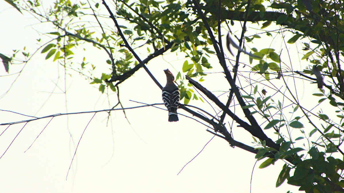 Eurasian Hoopoe - ML399649791