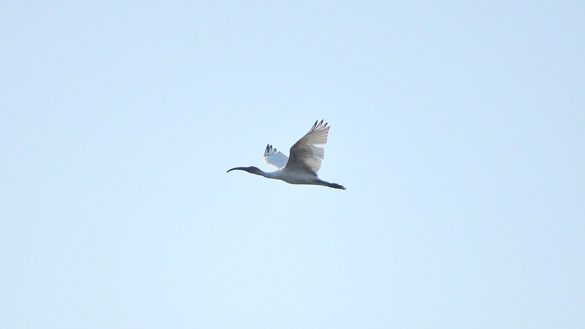 ibis černohlavý - ML399650511