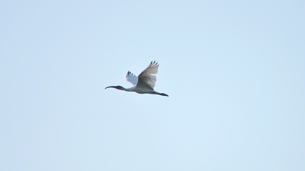 ibis černohlavý - ML399650521
