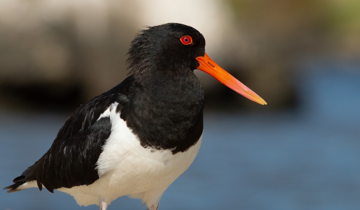 Pied Oystercatcher - Matthaus Atkins