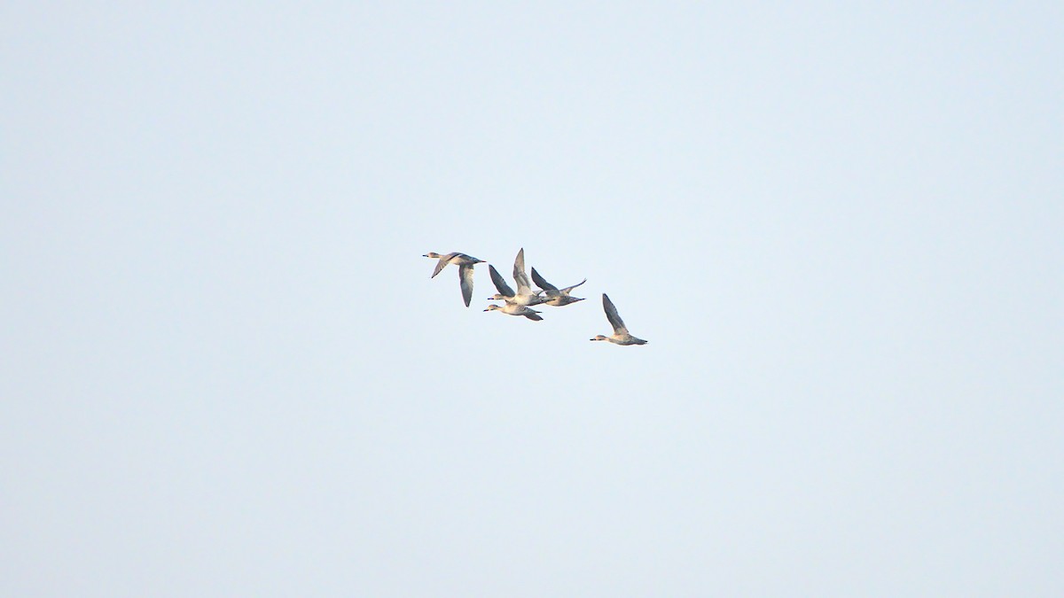 Northern Pintail - ML399651311