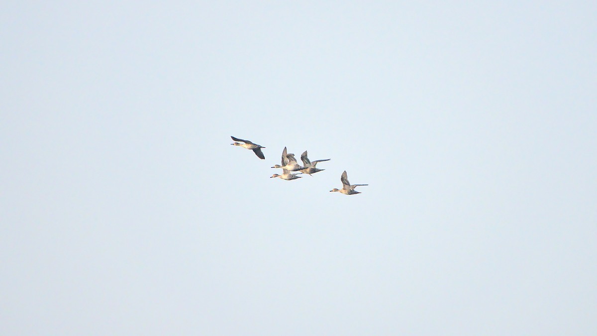 Northern Pintail - ML399651321