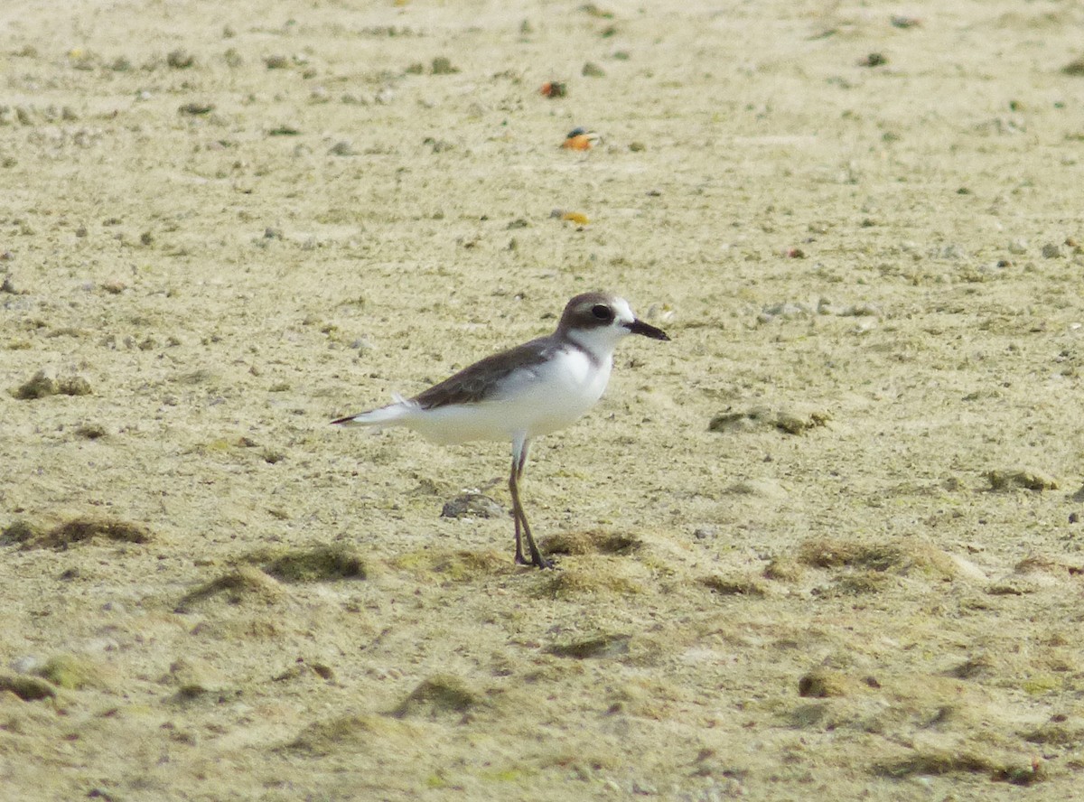 Greater Sand-Plover - ML39965301