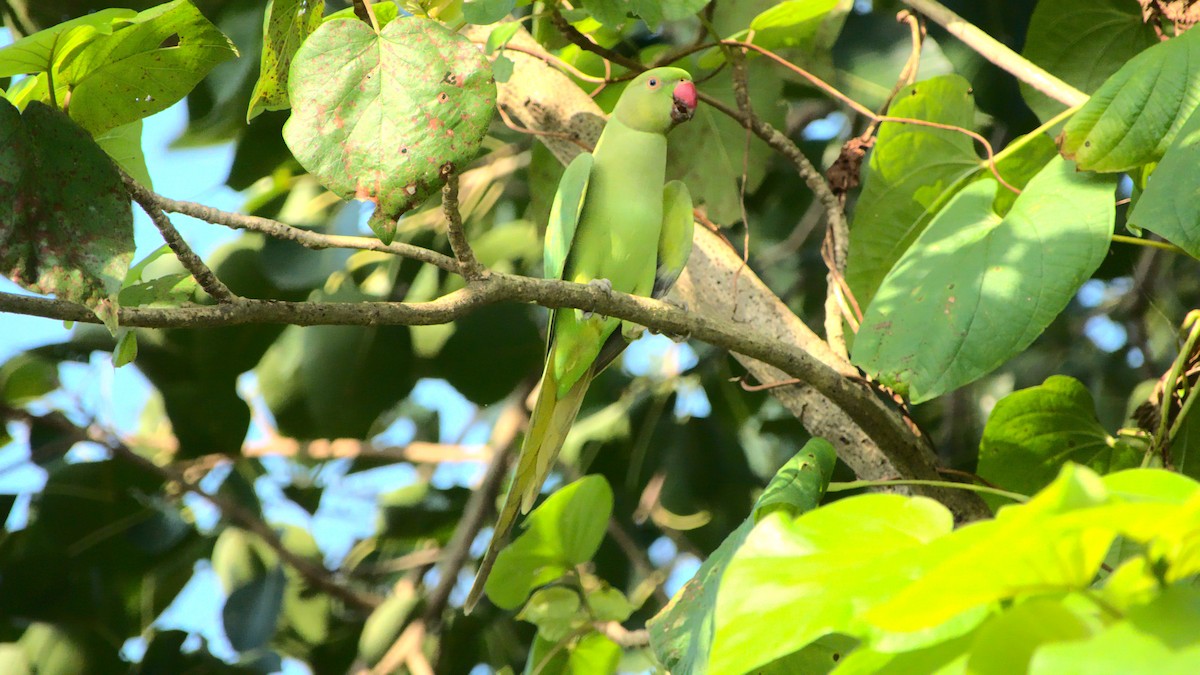 Rose-ringed Parakeet - ML399656101