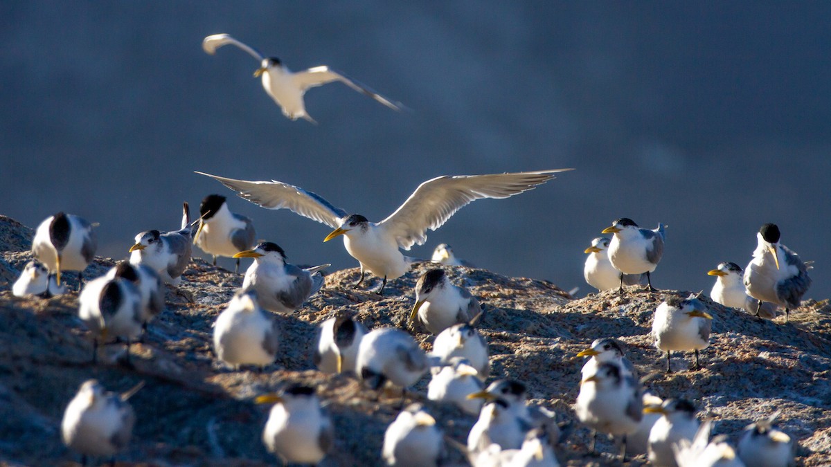 Great Crested Tern - ML399659111