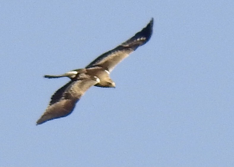 Booted Eagle - ML399659281