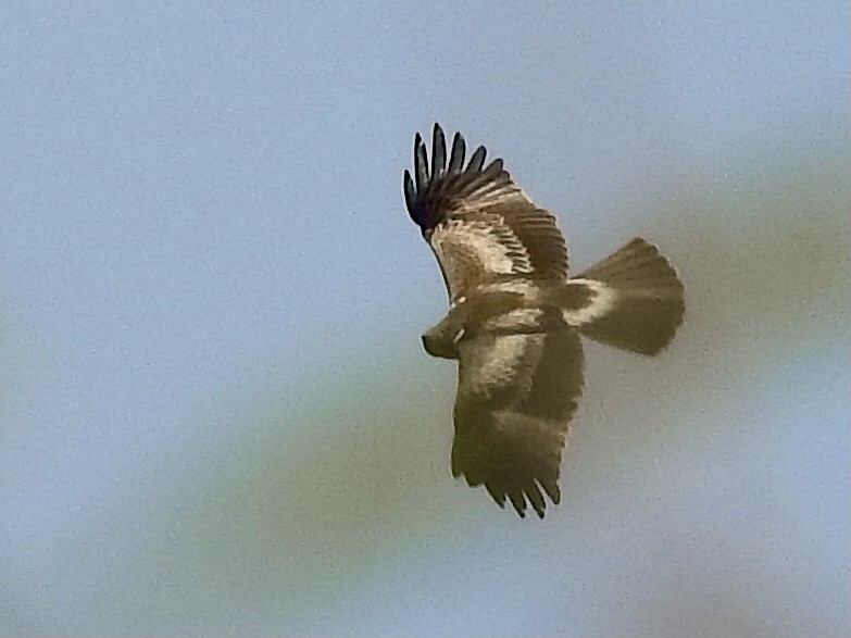 Booted Eagle - ML399659291